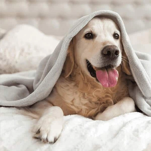 dog under blanket