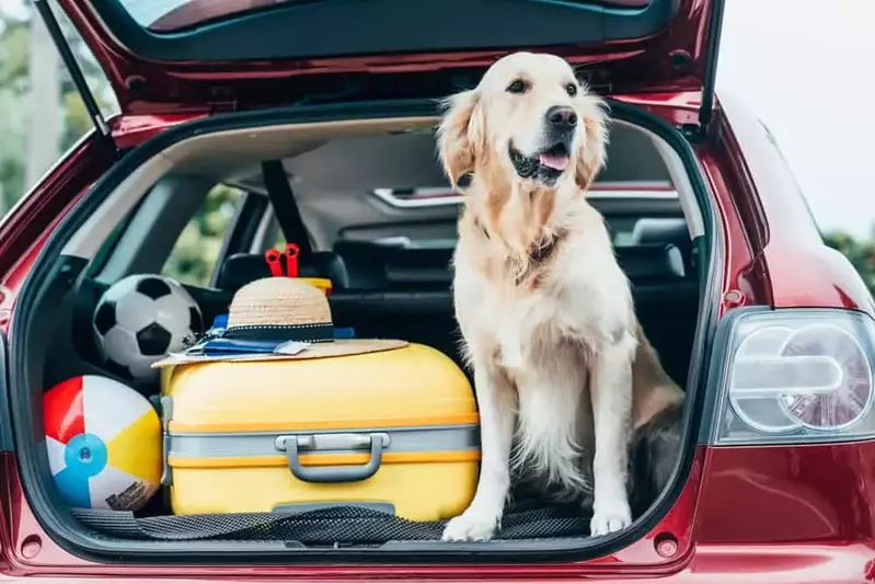 dog sitting in the back of a car for vacation