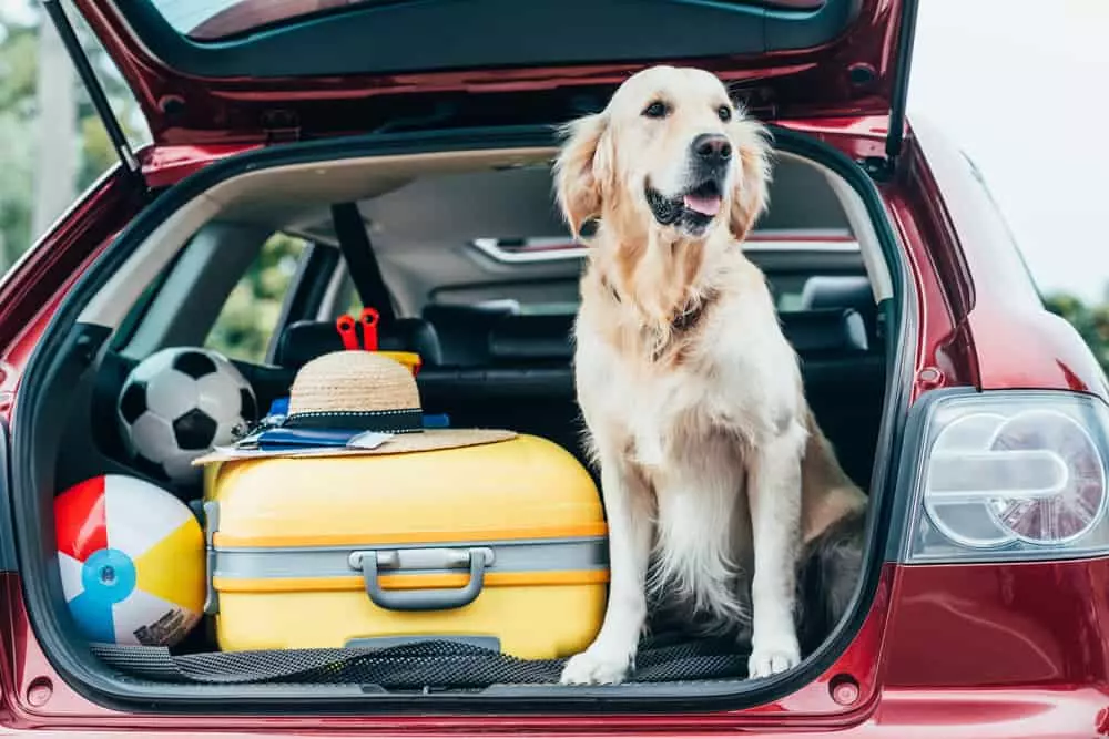 dog sitting in the back of a car for vacation