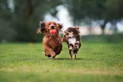 dogs playing together outside at a park 