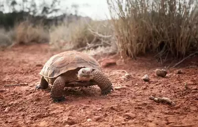 desert tortoise