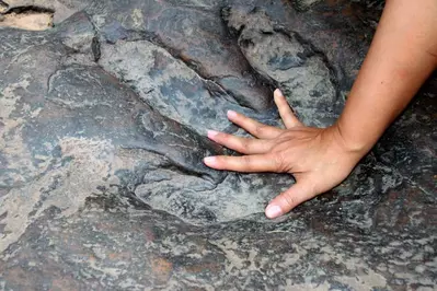 child hand in a dinosaur fossil