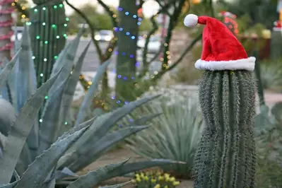 cactus christmas